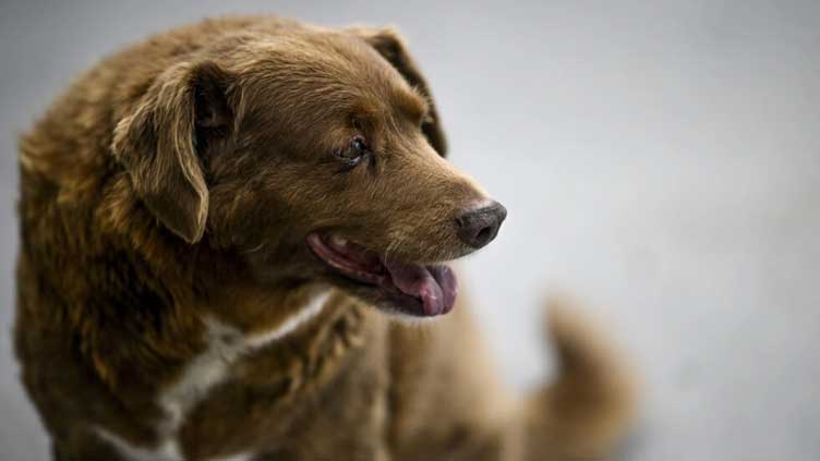 Bobi, known as the oldest dog in the world, dies aged 31