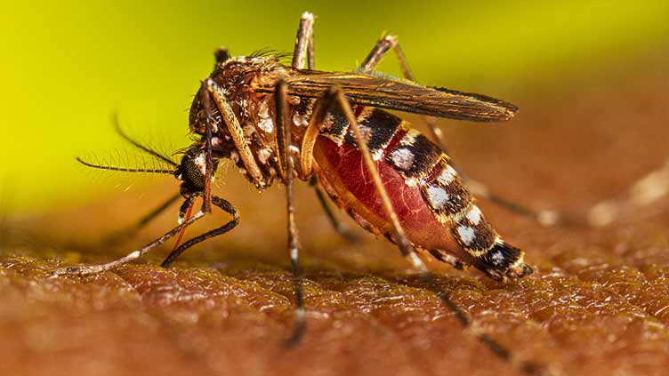 23 new dengue cases reported in Rawalpindi on Tuesday