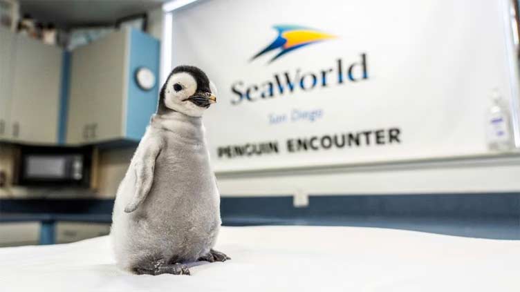 In a rarity, emperor penguin chick hatches at Sea World San Diego