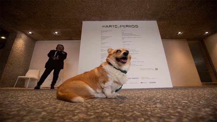 In Mexico, modern art is for dogs too as exhibition opens