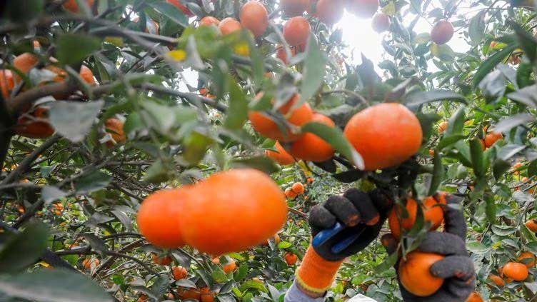 Orange juice prices hit all-time high amid bleak production outlook