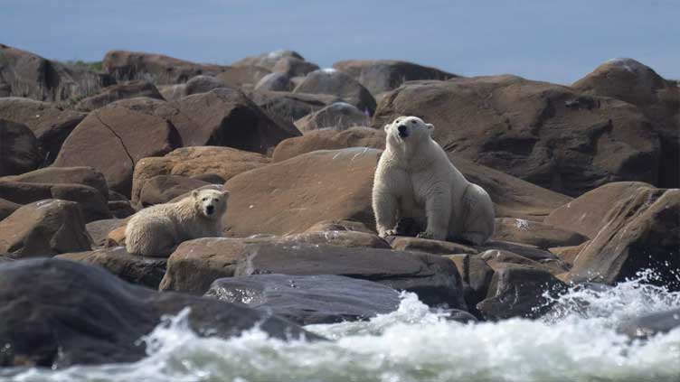 Study quantifies link between greenhouse gases, polar bear survival
