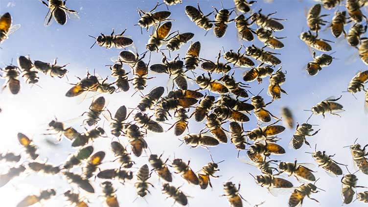 Bee alert: Truck driver's mistake lets loose 5m stingy creatures near Toronto