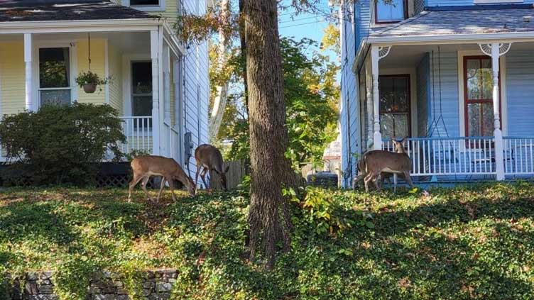 Oh, deer: In US capital, 'Bambi' is increasingly unwelcome