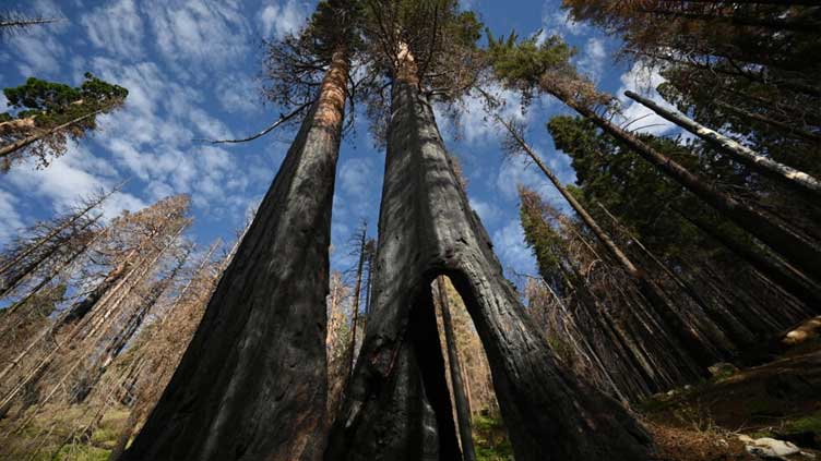 Helping or hindering? US scientists debate how to save giant sequoias