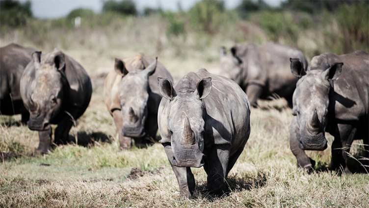 S.African rhino farm, world's largest, bought by NGO