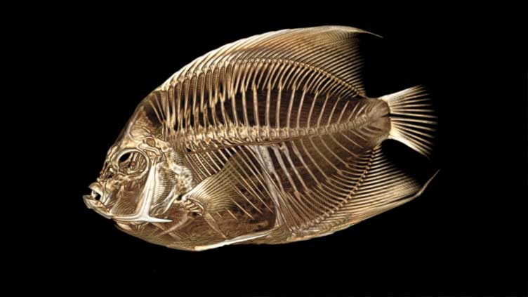 Fish with funny float gets CT scan at Denver Zoo