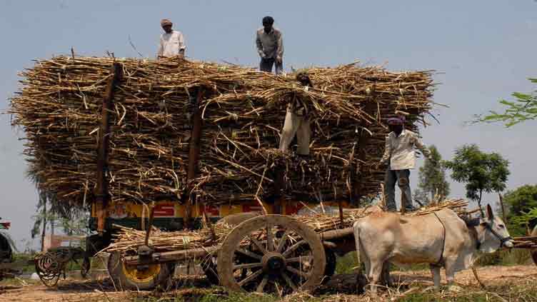 Sugar prices reach six-year high in India but are still 38pc lower than global average