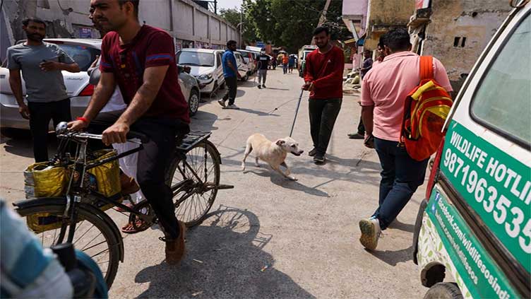 After slums and monkeys, Delhi removes stray dogs from streets as G20 nears