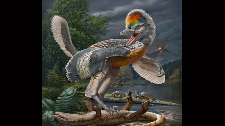 'Bizarre' long-legged bird-like dinosaur has scientists enthralled 