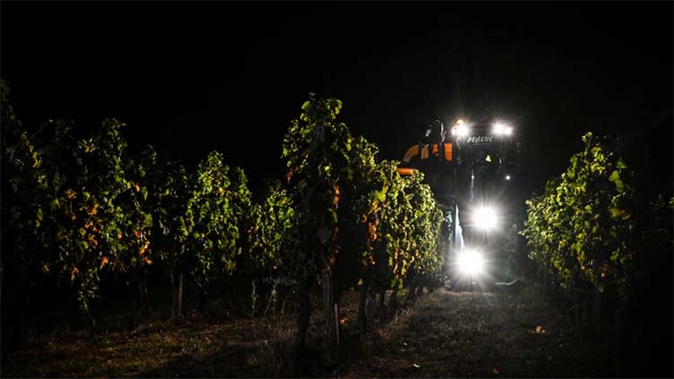 Climate change pushes Bordeaux winemakers to harvest at night