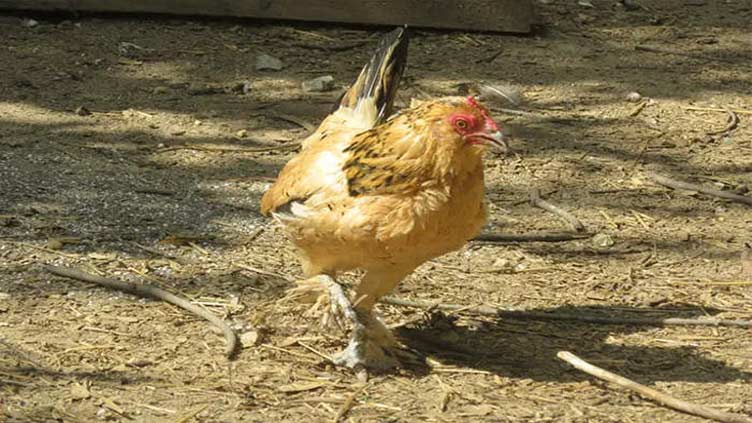 World's oldest living chicken is over 21 years old