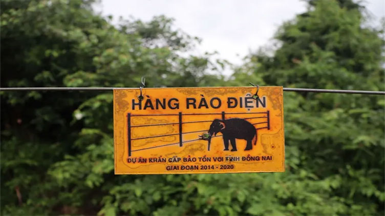 Vietnam's wild elephants get unique 'ID cards' in novel conservation plan