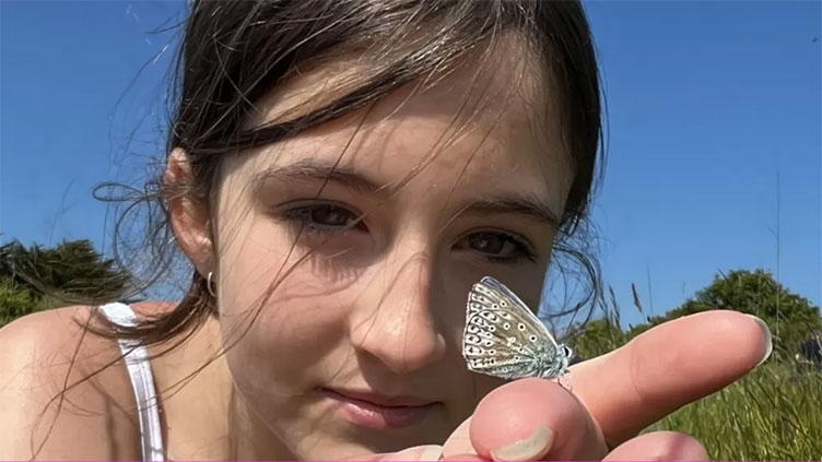 UK butterfly numbers at highest level