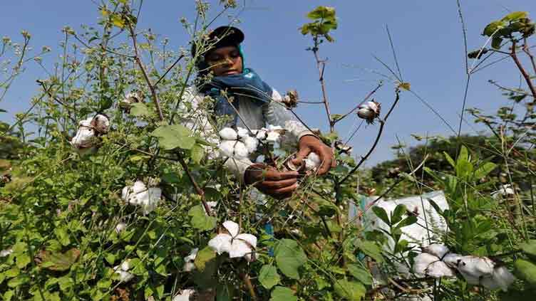 Cash-starved Pakistan gets ready for bumper cotton crop