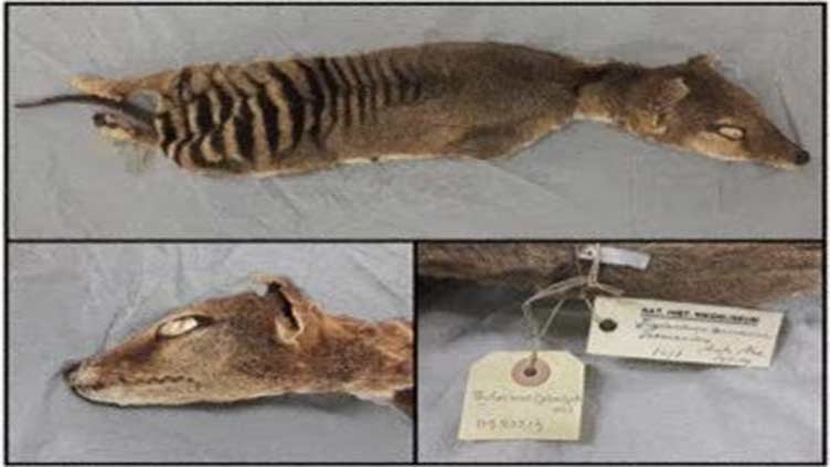 In a first, RNA is recovered from extinct Tasmanian tiger