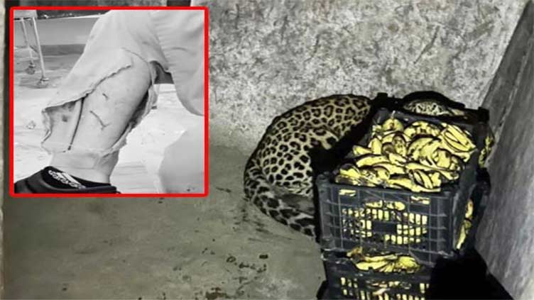 Leopard captured after injuring two in Parachinar