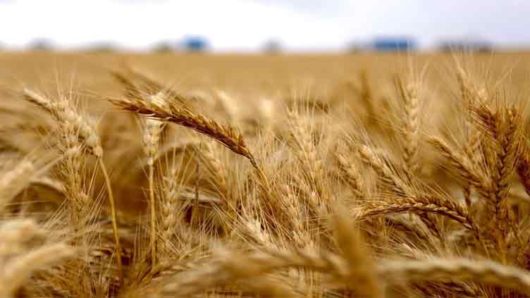 Economic fallout across the world: Global warming will hit Australian crop yields and GDP