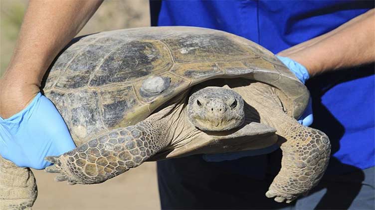 Biologists in slow and steady race to help North America's rarest tortoise species