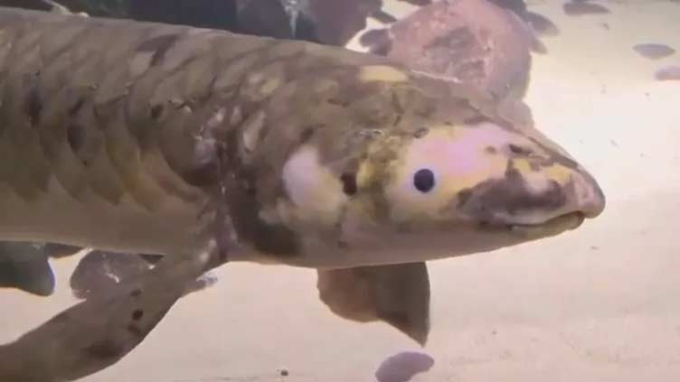 Meet Methuselah, the oldest living aquarium fish