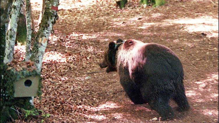 Brown bear numbers grow in Pyrenees