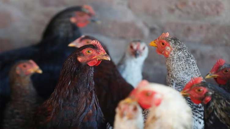 Poultry workers' antitrust settlements push total to $217 million