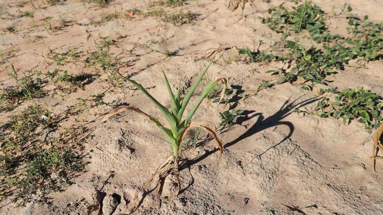 Hunger grips southern Africa as Zimbabwe declares drought a disaster