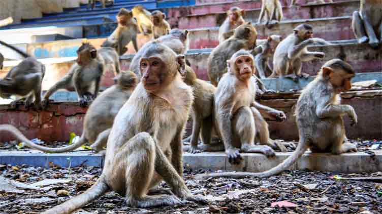Thailand has a plan to contain the urban monkeys of Lopburi