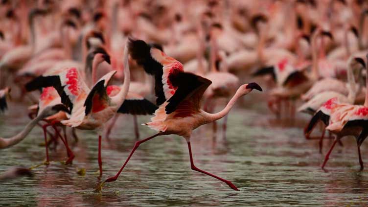 Future of Africa's flamingos threatened by rising lakes: study