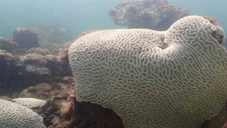 Scientists say coral reefs around the world are experiencing mass bleaching in warming oceans