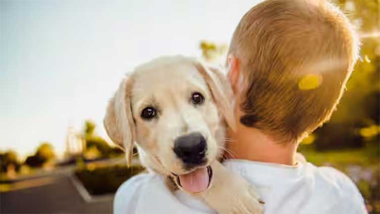 Size of dog brains has shrunk because of domestication: Study