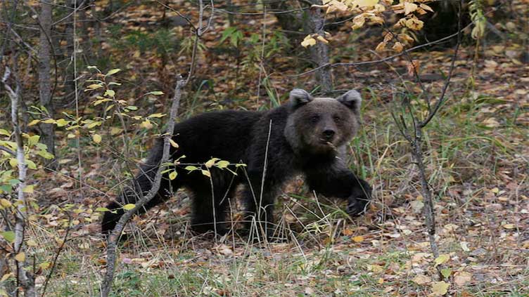 Bear kills man in Russia's Far East, RIA agency reports