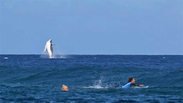 Whale breach seen during Paris Olympics surfing semis in Tahiti