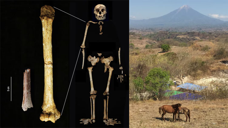 Tiny arm bone unlocks mystery of Indonesia's extinct 'Hobbit' people