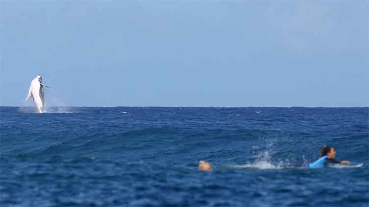 Whale interrupts surfing in stunning fashion in Paris Olympics