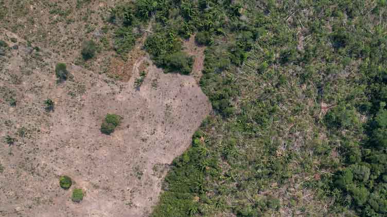 In Brazil, Amazon deforestation rises for first time in 15 months