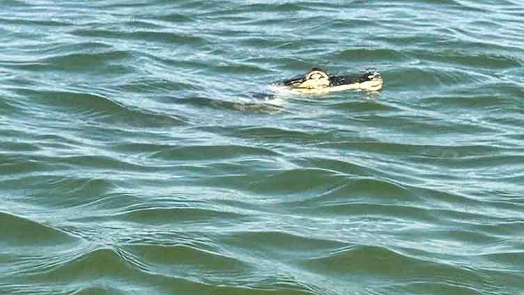 Search for alligator started when residents saw it swimming offshore