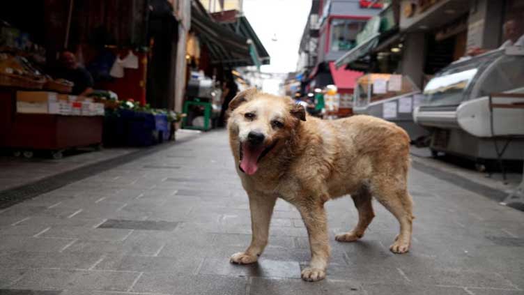 Turkey's main opposition party applies to cancel stray dogs law