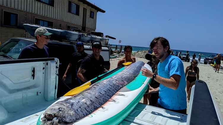 Scientists want to know why rarely seen deep sea fish is seen in California