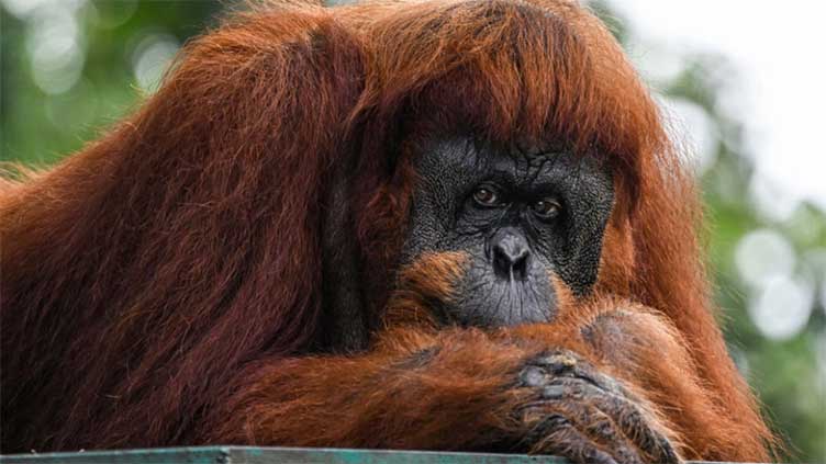 Apes to stay at home as Malaysia tweaks 'orangutan diplomacy'