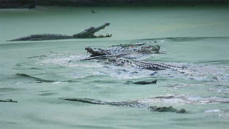 Crocodile mauls woman to death in Indonesia