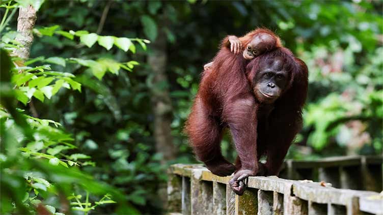 Malaysia orangutan programme says donations eligible for tax relief