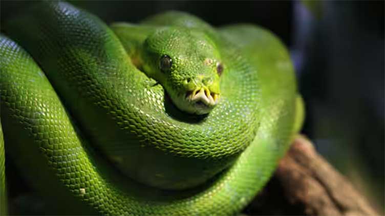 Pythons may help in curing heart diseases, hints study