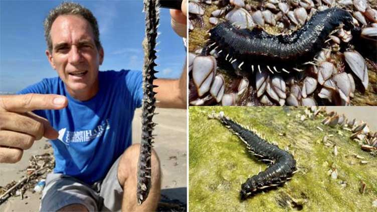 Marine creatures with toxic spines spotted on US beaches