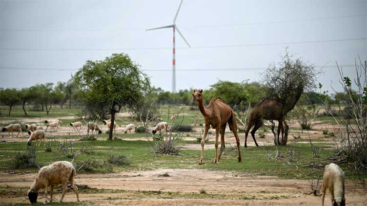 India's green energy wind drive hits desert herders hard