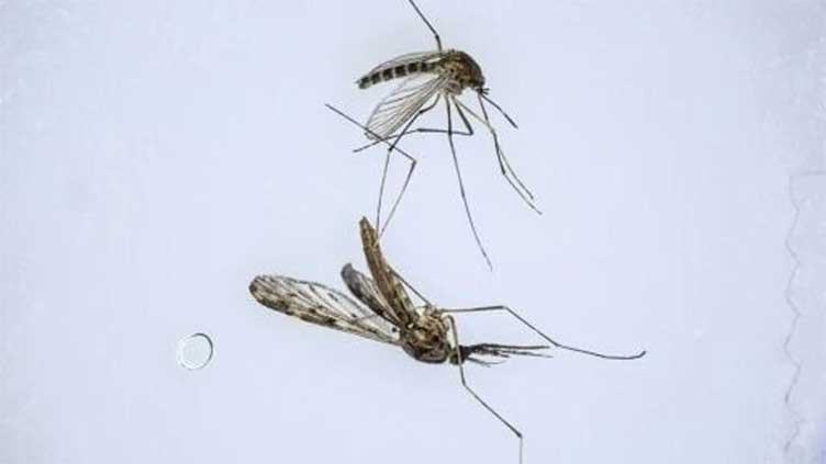 As climate warms, S. Korea fights new border threat: malarial mosquitoes