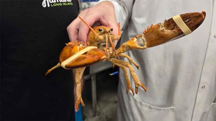 Rare orange lobster returned to ocean after ending up in New York supermarket