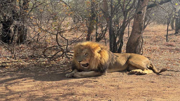 South Africa lion breeders face uncertain future after ban