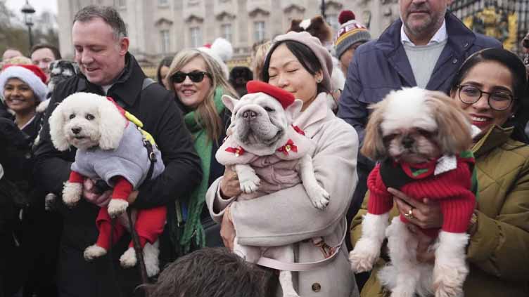 Pooches in pullovers strut their stuff at London's canine Christmas sweater parade