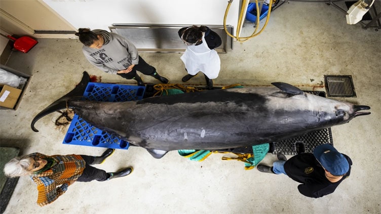 This whale species is so rare it's never been seen alive. A dissection may decode its mysteries